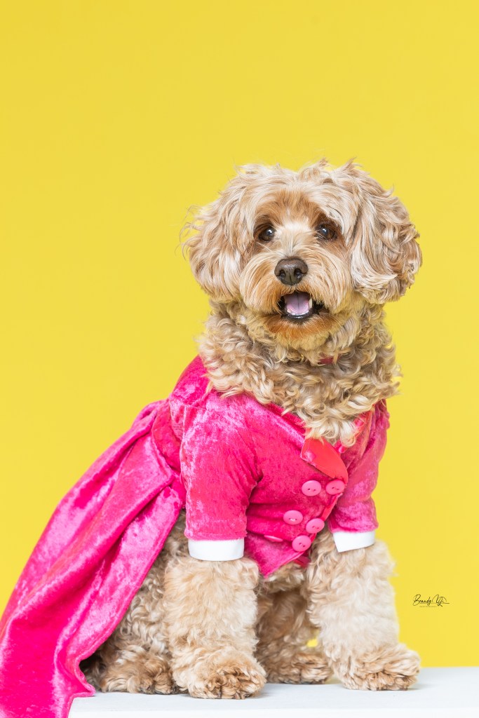 Rossi-Bear in Anthony Rubio Canine Couture (Photo by Brandy Yi)