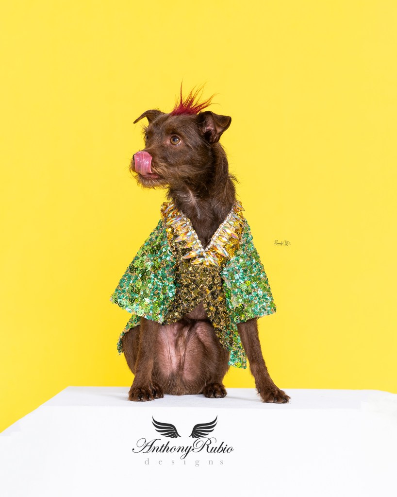 Bastian the Talking Terrier in Anthony Rubio Canine Couture (Photo by Brandy Yi)