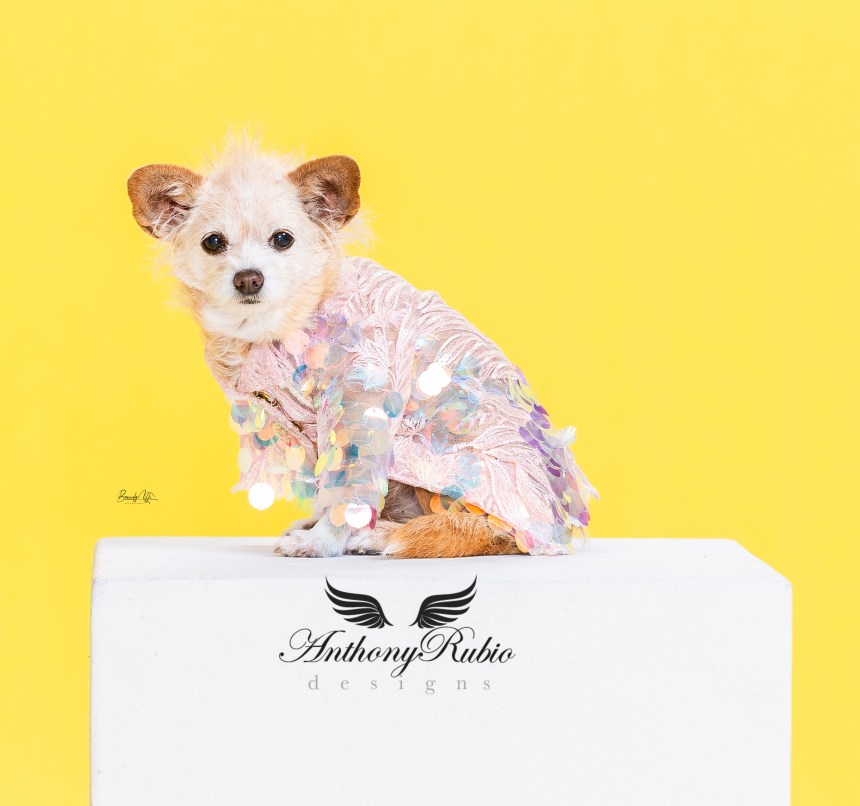 Kiwi in Anthony Rubio Canine Couture (Photo by Brandy Yi)