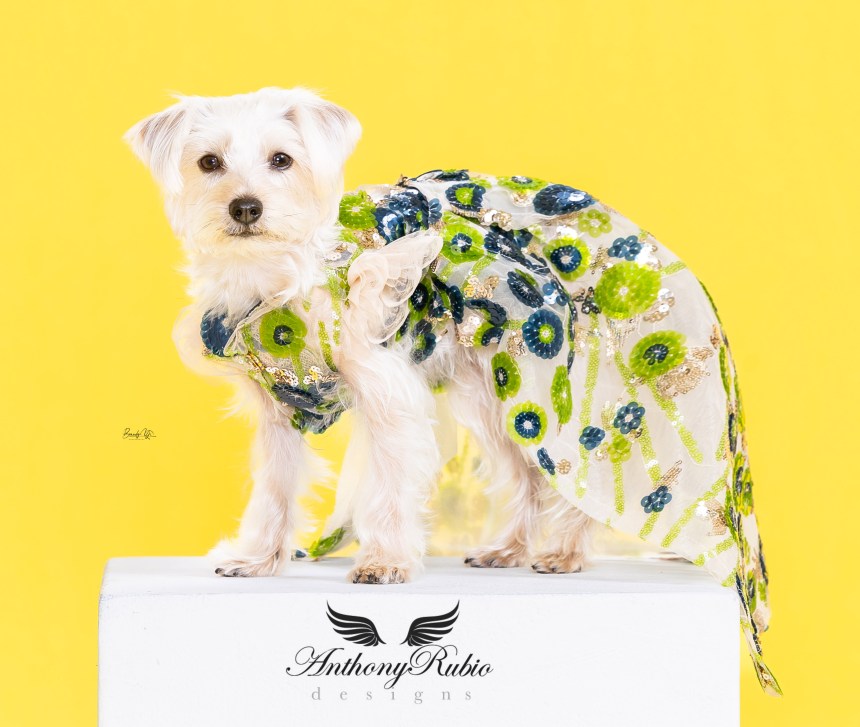 Ellie Belly (Schnauzer | Yorkie Mix) in Anthony Rubio Canine Couture (Photo by Brandy Yi)