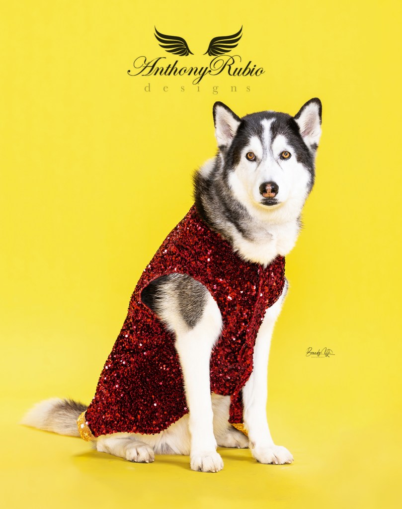 Bandit a Husky in Anthony Rubio Canine Couture (Photo by Brandy Yi)