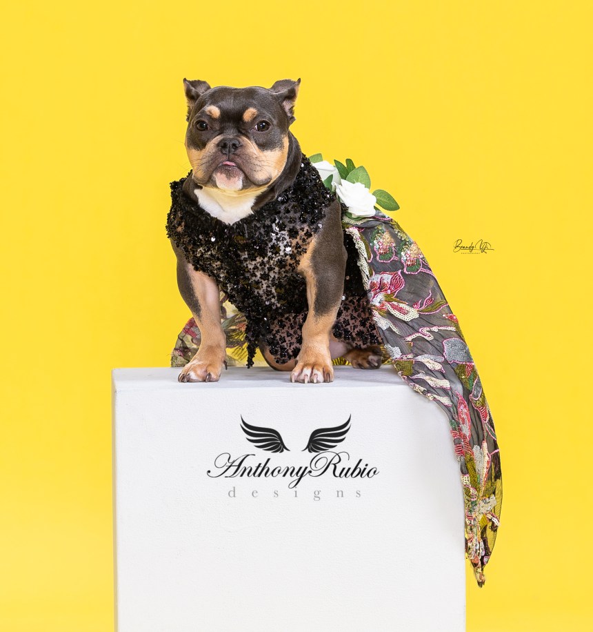 Saya a mini-pit in Anthony Rubio Canine Couture (Photo by Brandy Yi)