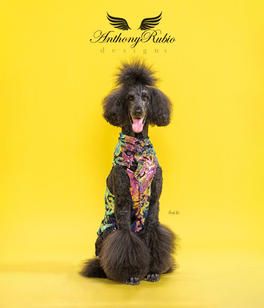 Dazu a Poodle in Anthony Rubio Canine Couture (Photo by Brandy Yi)
