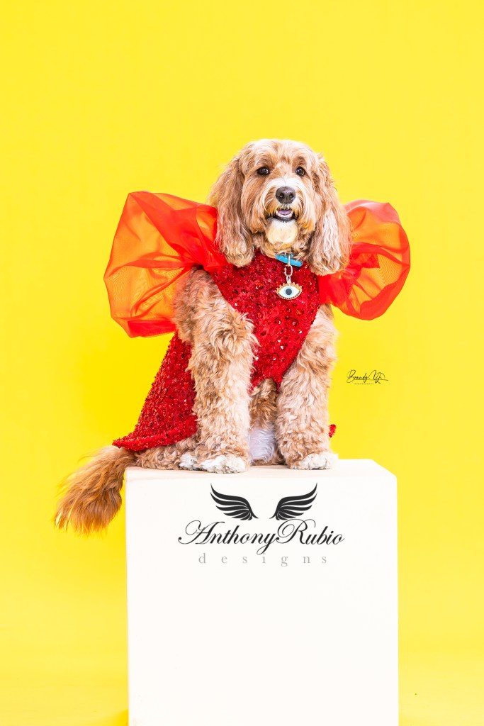 Amazing Gracie Doodle in Anthony Rubio Canine Couture (Photo by Brandy Yi)