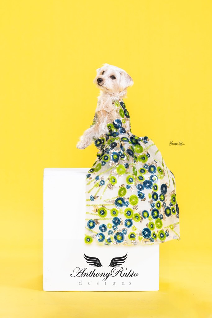 Ellie Belly (Schnauzer | Yorkie Mix) in Anthony Rubio Canine Couture (Photo by Brandy Yi)